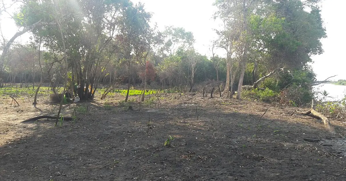 Fazendeira do Paraguai Mirim é multada em R$ 5 mil por degradação de matas ciliares