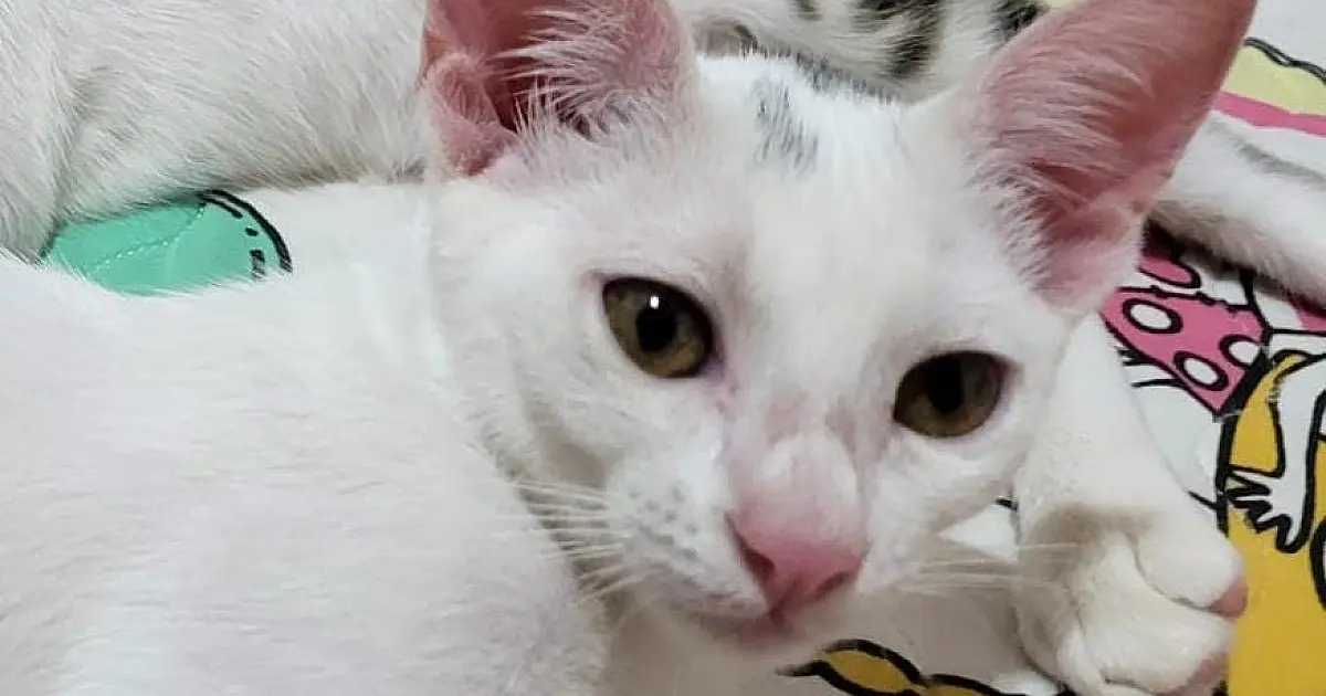 Tutora oferece recompensa para quem encontrar gatinha desaparecida em Corumbá