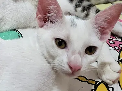 Tutora oferece recompensa para quem encontrar gatinha desaparecida em Corumbá