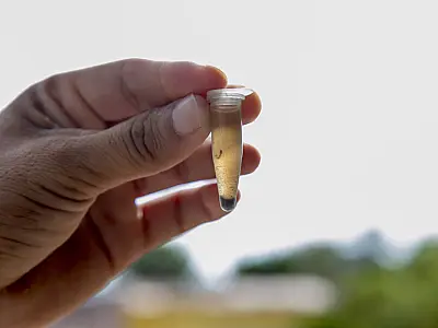 Corumbá registra queda na infestação de Aedes e média fica abaixo de 1%