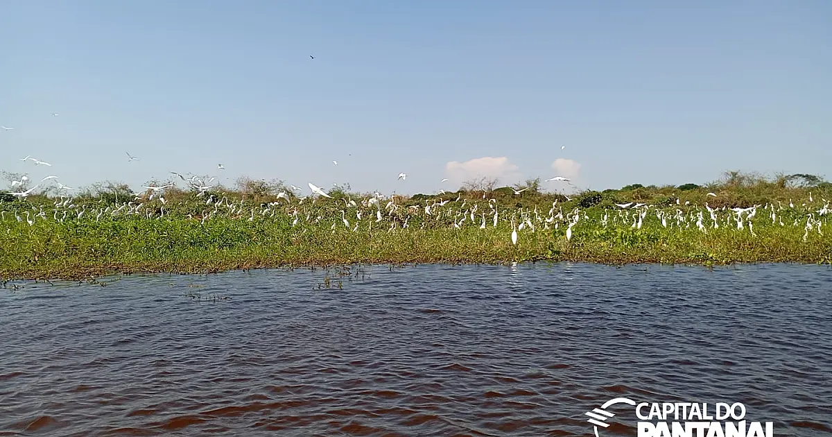 Primeira chamada do PSA classificou 45 propriedades rurais do Pantanal