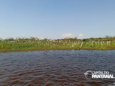 Primeira chamada do PSA classificou 45 propriedades rurais do Pantanal