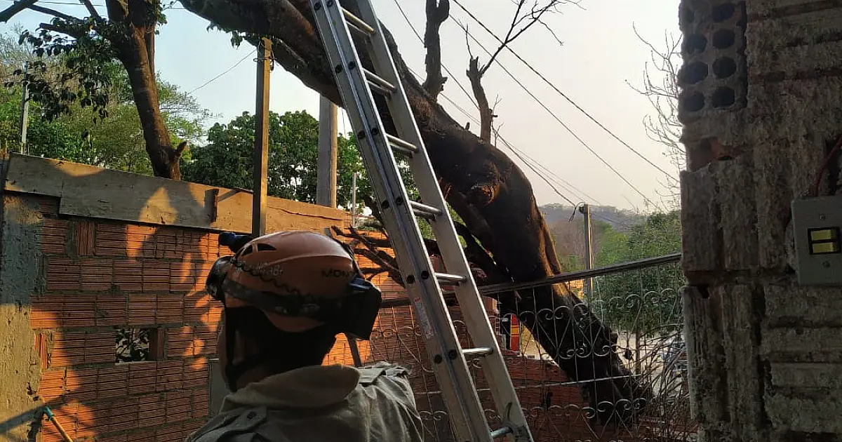 Figueira cai sobre residência e danifica rede elétrica no Loteamento Pantanal