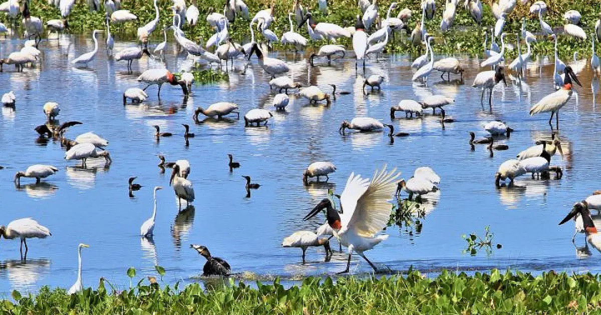 Em seis meses, choveu mais que o esperado para o ano todo na região do Pantanal