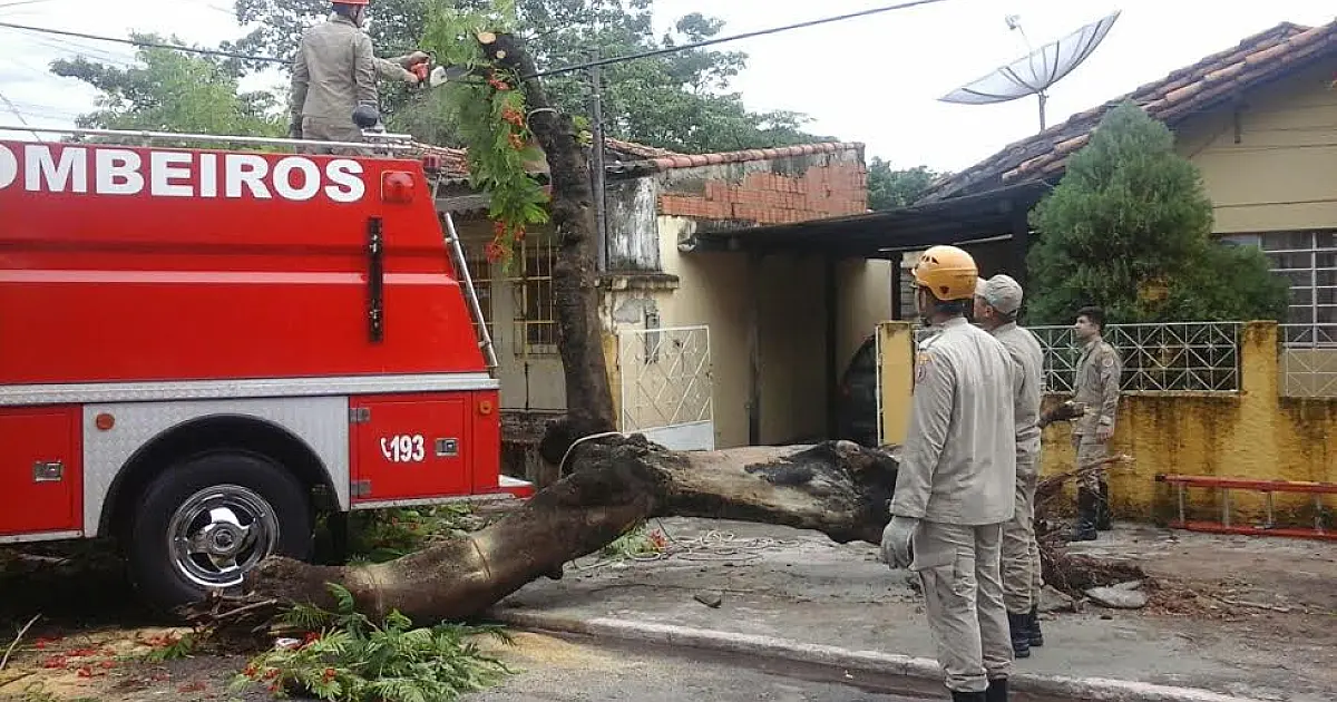 Bombeiros atendem nove quedas de árvore em 24 horas