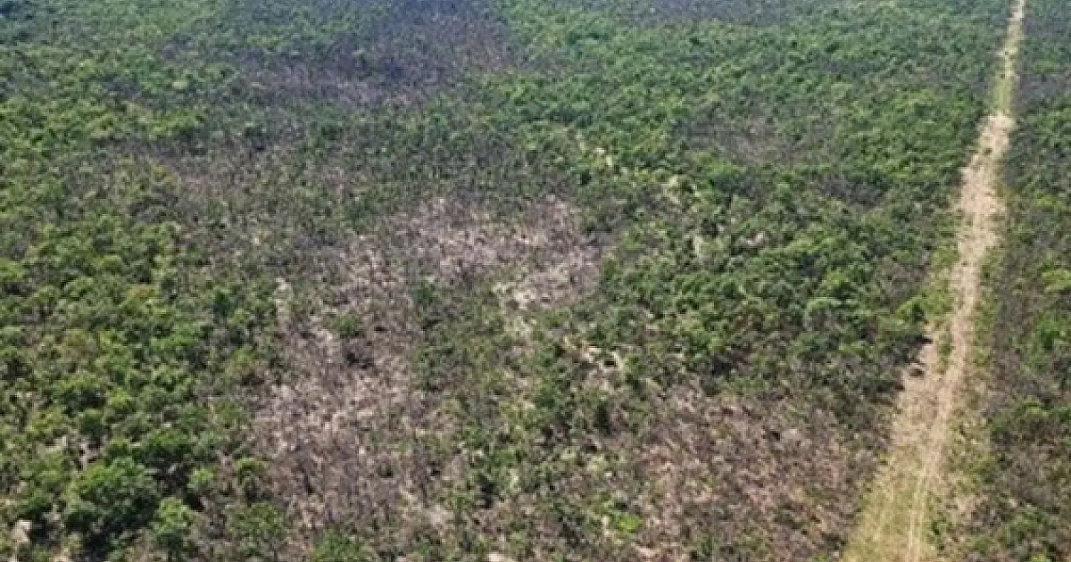 Incêndio destrói mais de 2 mil hectares e expõe fragilidade no Pantanal