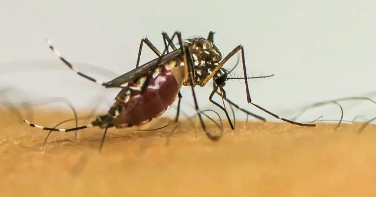Infecções por Aedes aegypti elevam risco de complicações no parto