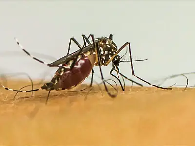Infecções por Aedes aegypti elevam risco de complicações no parto