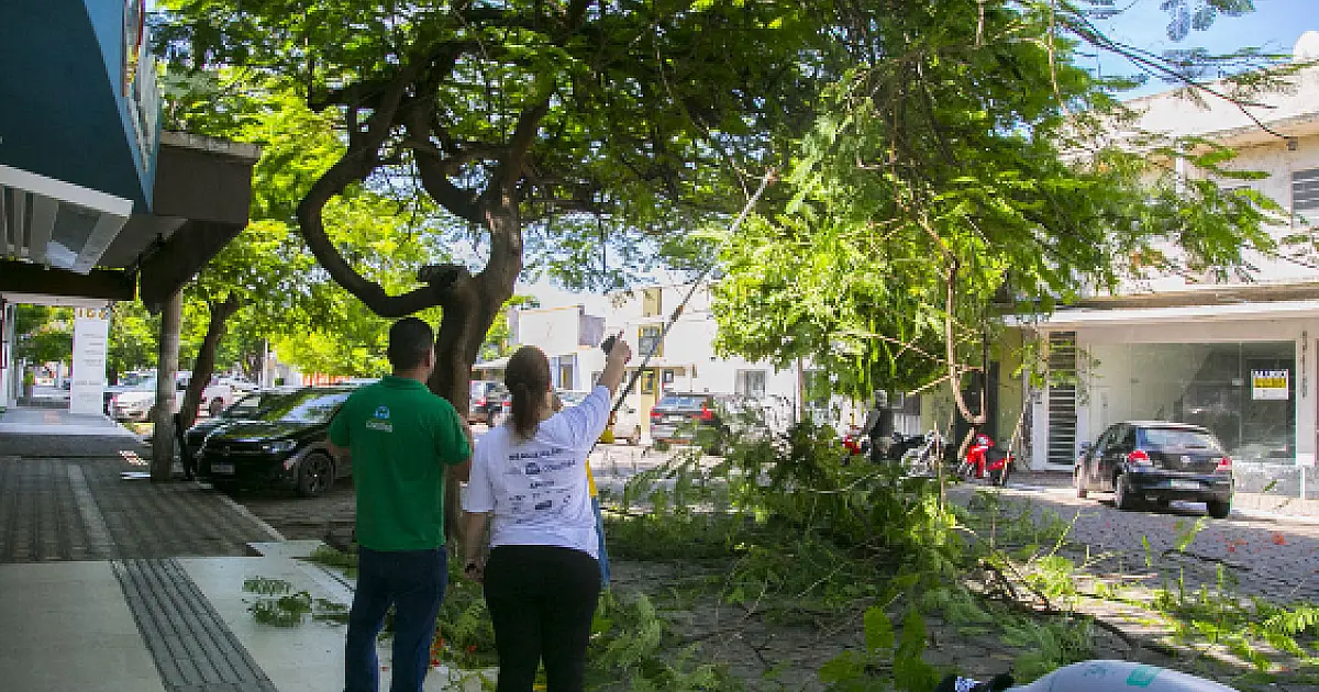 Corumbá terá Plano de Arborização para combater o calor e projetar o plantio de árvores
