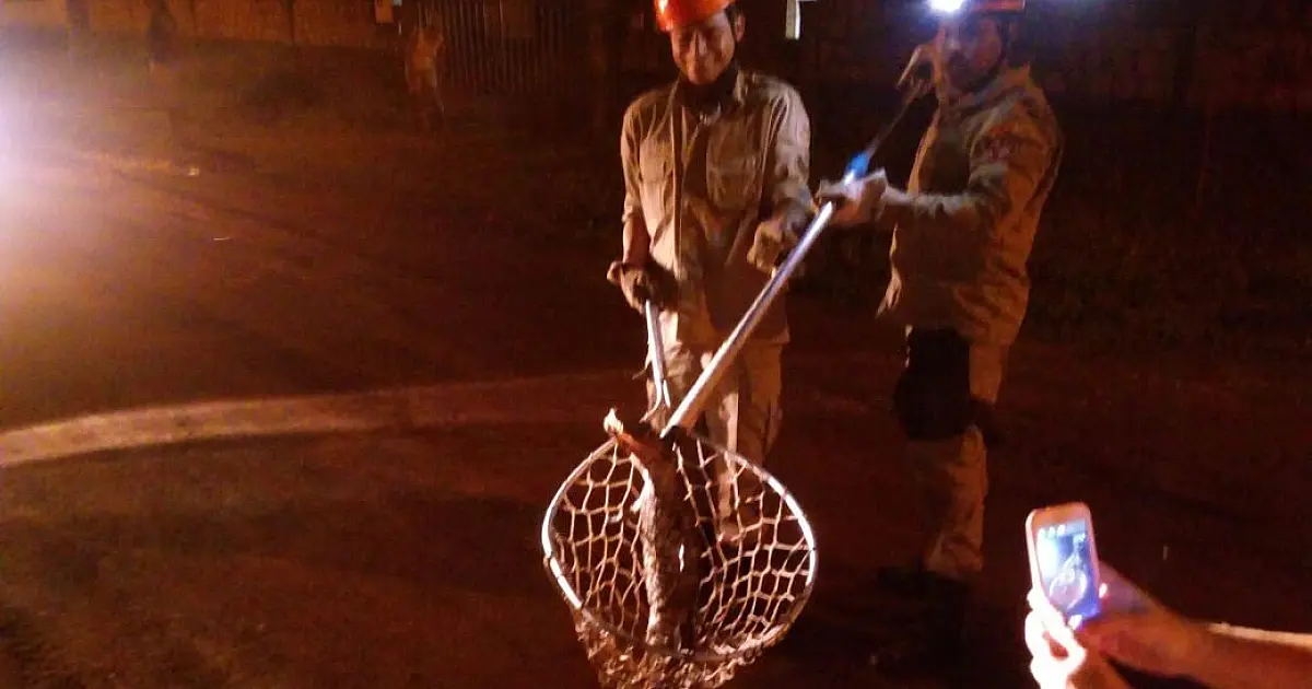 Jacaré é capturado em galeria pluvial de Ladário