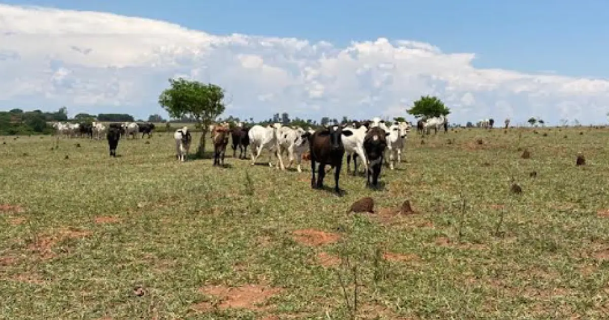 Assentado é multado em R$ 200 mil por usar área protegida para criação de bovinos