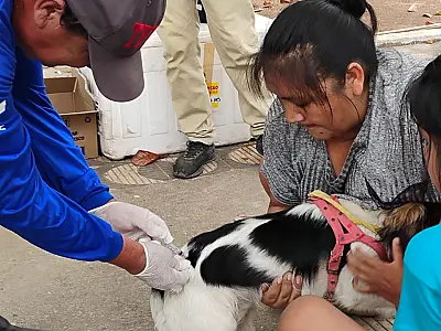 Campanha binacional vacina mais de 1,7 mil animais na fronteira com a Bolívia