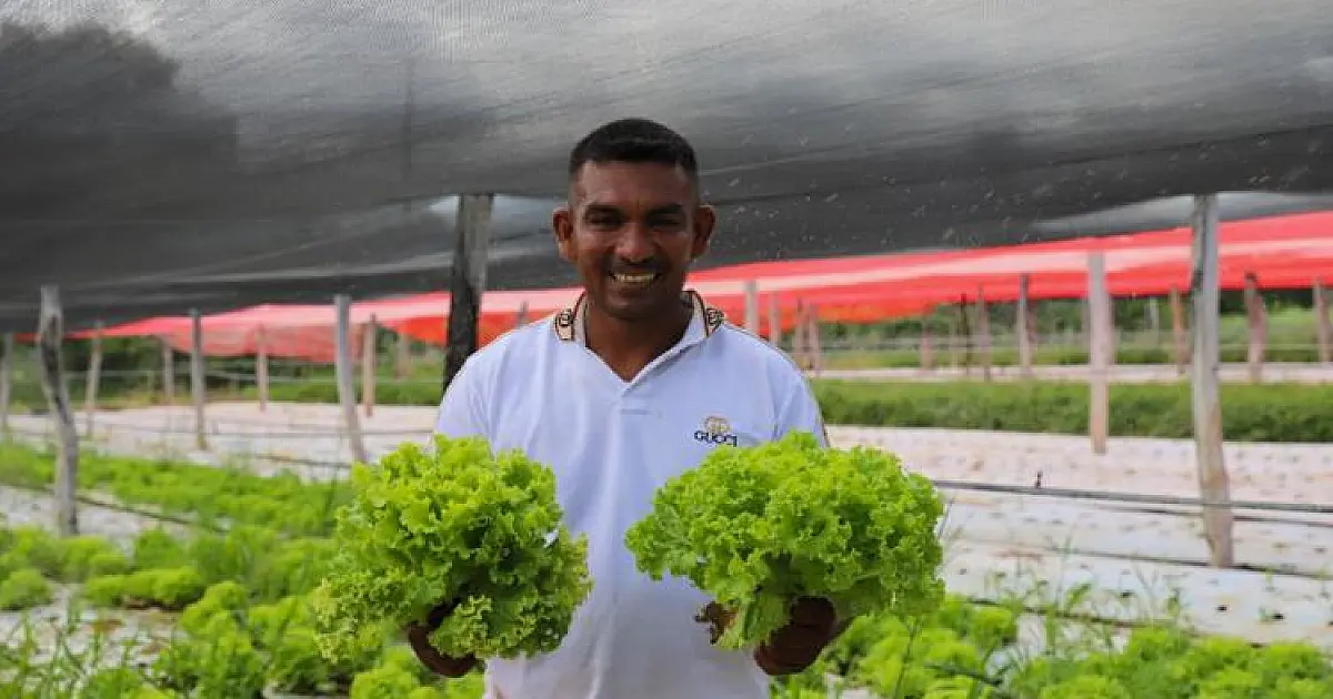 Sistema de irrigação aumentou produção e trouxe estabilidade para horticultor do Taquaral