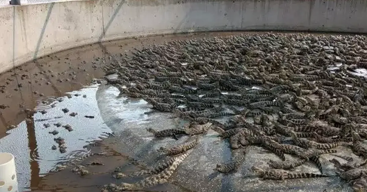 Paralisação de abates deixa "Capital do Pantanal" sem carne de jacaré