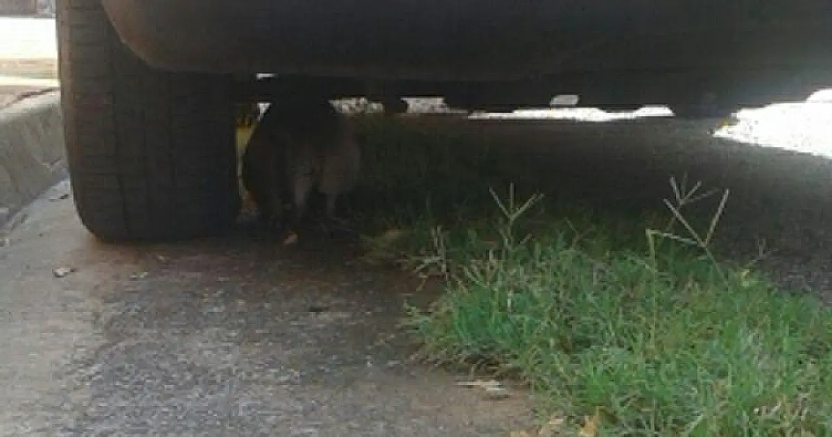 Tatu é capturado na praça do bairro Nova Corumbá