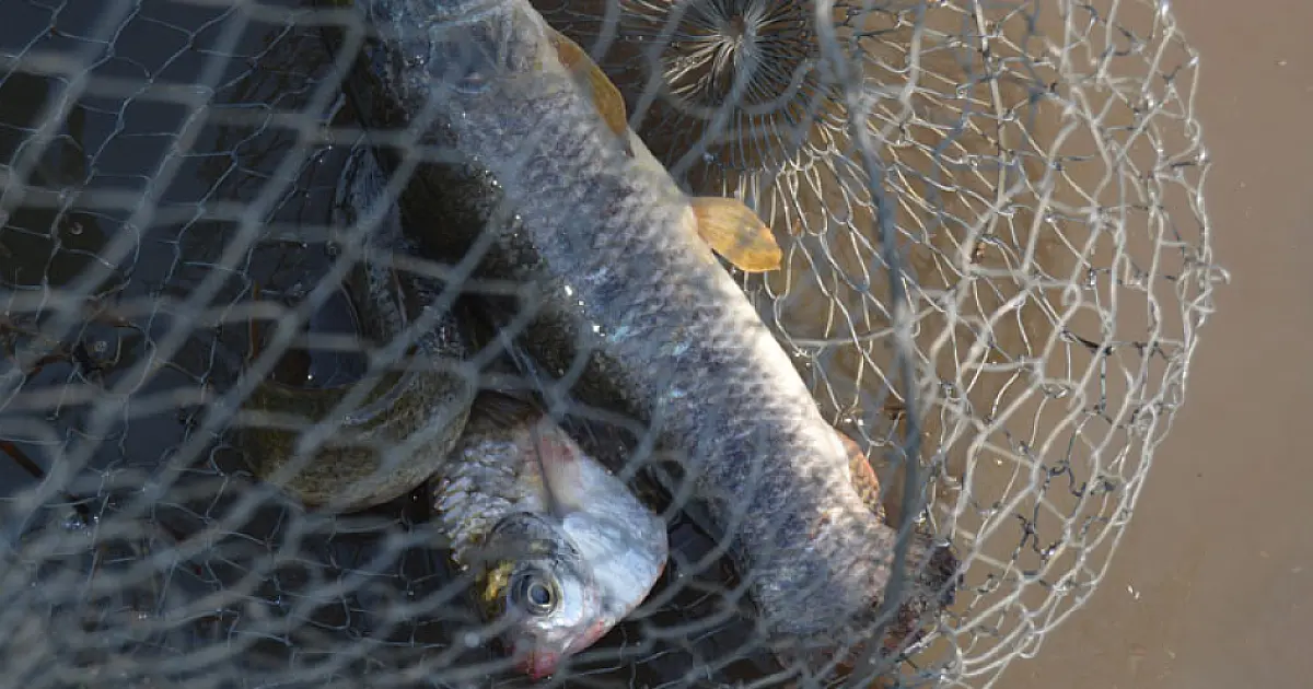 Pesca está proibida na Bacia do Rio Paraguai em MS a partir deste sábado