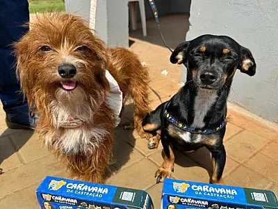 Caravana da Castração de MS supera metas e beneficia milhares de animais