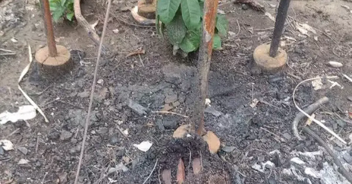 Apicultores do Pantanal têm perdas que ultrapassam R$ 200 mil devido a incêndios