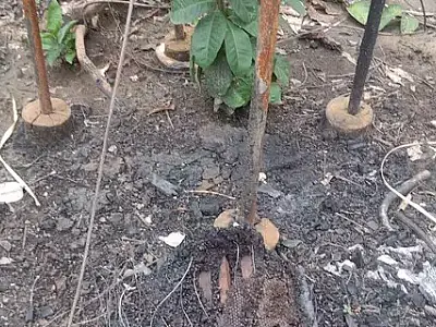 Apicultores do Pantanal têm perdas que ultrapassam R$ 200 mil devido a incêndios