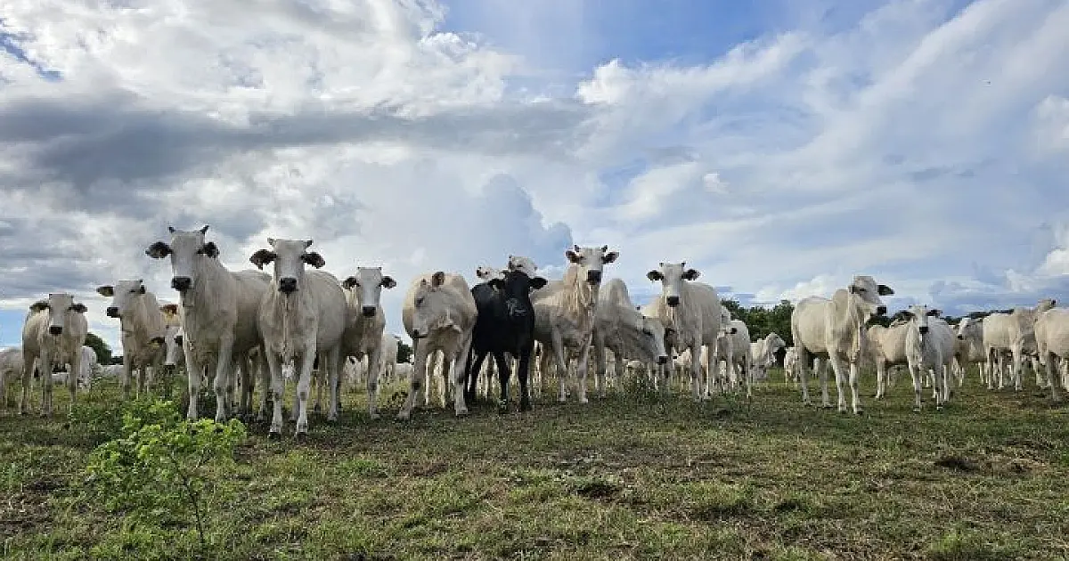 Recuperação de pastagens em MS avança com crédito e tecnologia