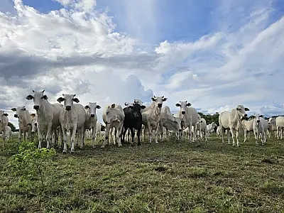 Recuperação de pastagens em MS avança com crédito e tecnologia