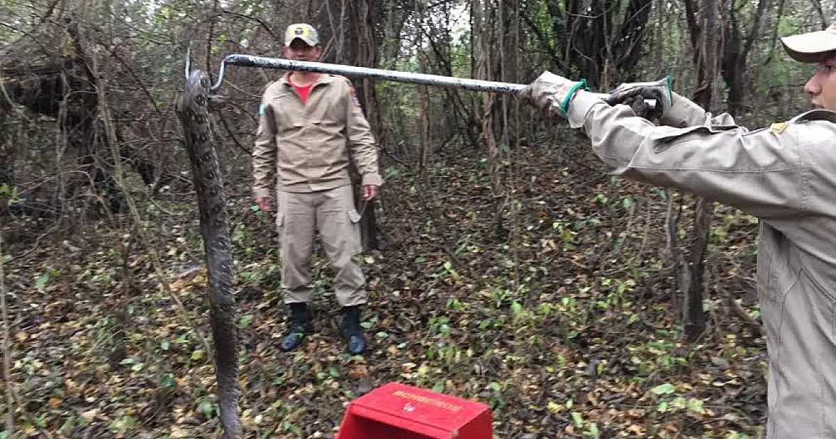 Jiboia atrapalha trânsito na Gaturama