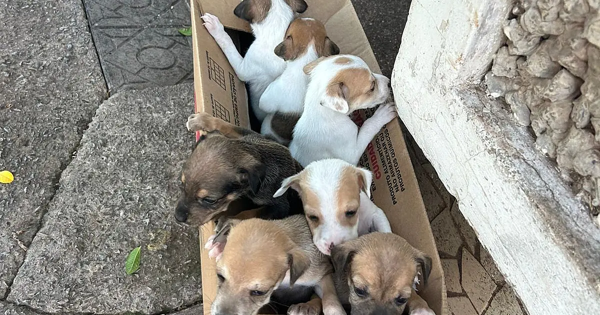 Abandono de filhotes expõe urgência da causa animal em Corumbá