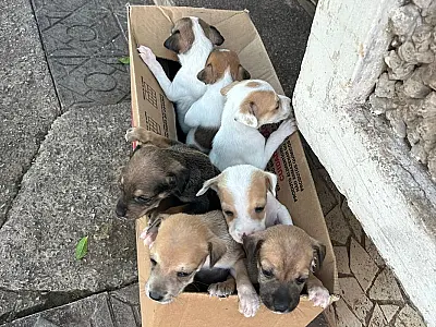 Abandono de filhotes expõe urgência da causa animal em Corumbá