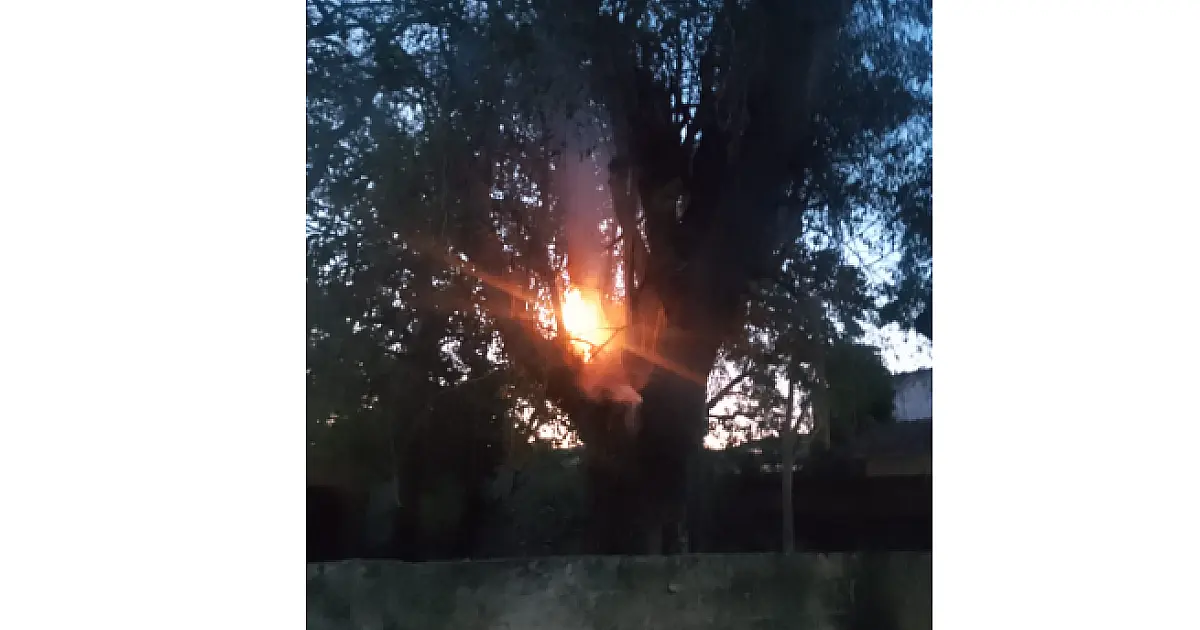 Incêndio consome vegetação e destrói árvore em Ladário