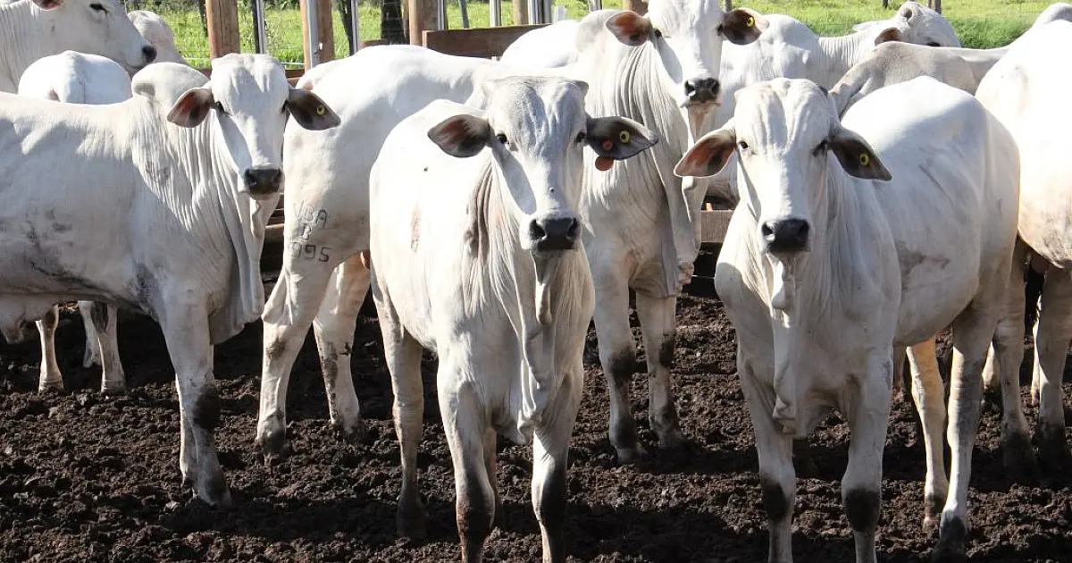 Governo aposta no ‘Precoce MS’ para atrair mercado com carne diferenciada