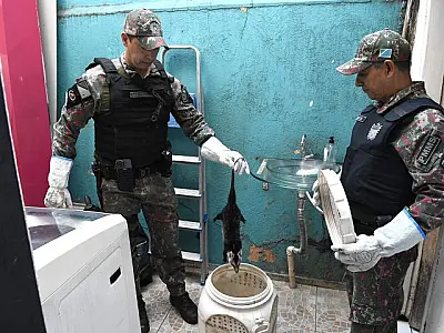 "Animal silvestre não é Pet", alerta PMA sobre os riscos da captura