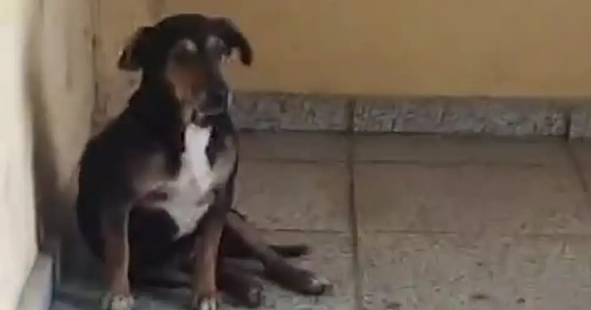 Moradores do Edifício Anachinho buscam por cão desaparecido