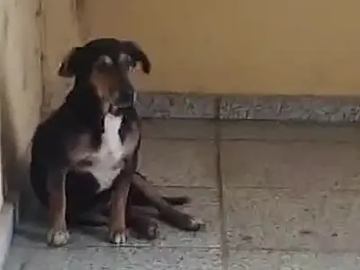 Moradores do Edifício Anachinho buscam por cão desaparecido