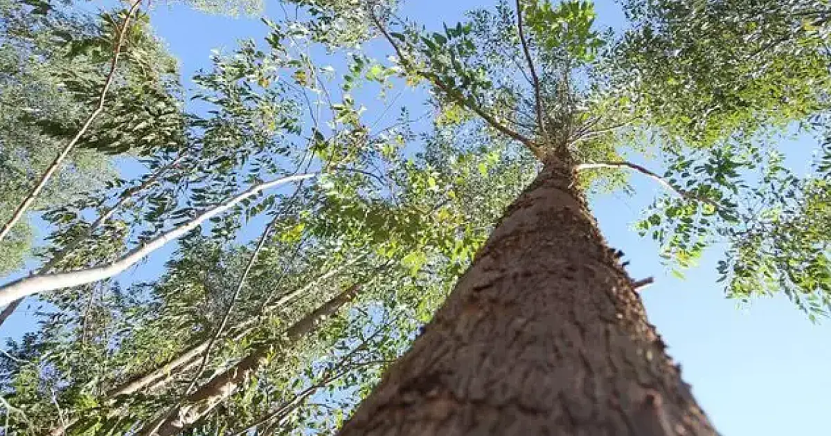 Decreto regulamenta três tipos de créditos para reposição florestal em MS