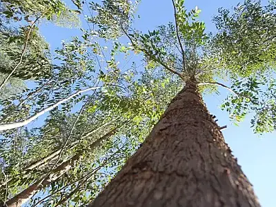 Decreto regulamenta três tipos de créditos para reposição florestal em MS
