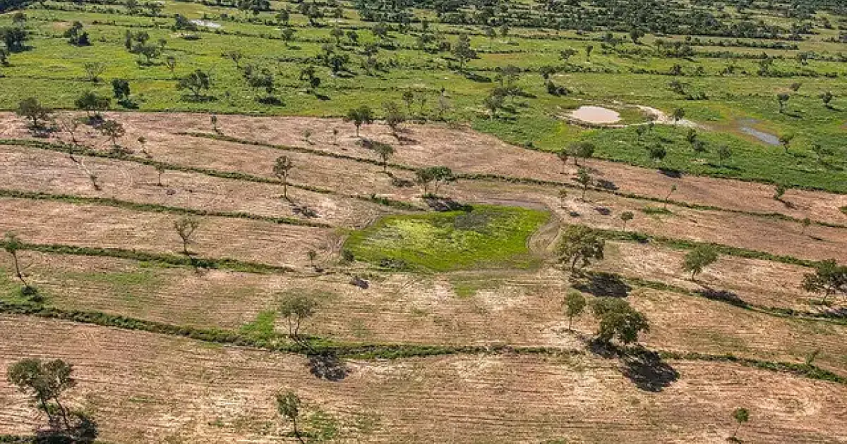 STF mantém bloqueios do Ibama em áreas de desmatamento e incêndios no Pantanal