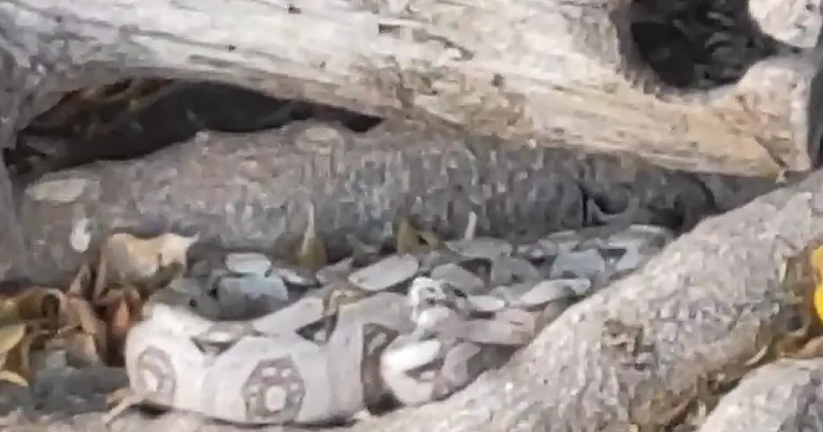 Bombeiros capturam jiboia de 2 metros em casa de Ladário