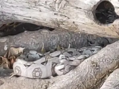 Bombeiros capturam jiboia de 2 metros em casa de Ladário