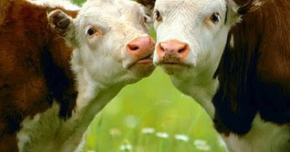 Quem se manifesta...