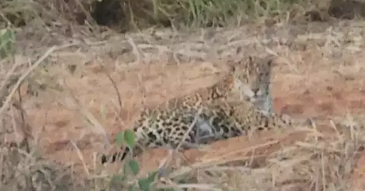 Militar registra aparecimento de onça próximo a PRF na BR 262