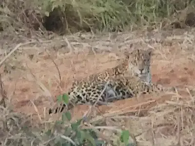 Militar registra aparecimento de onça próximo a PRF na BR 262