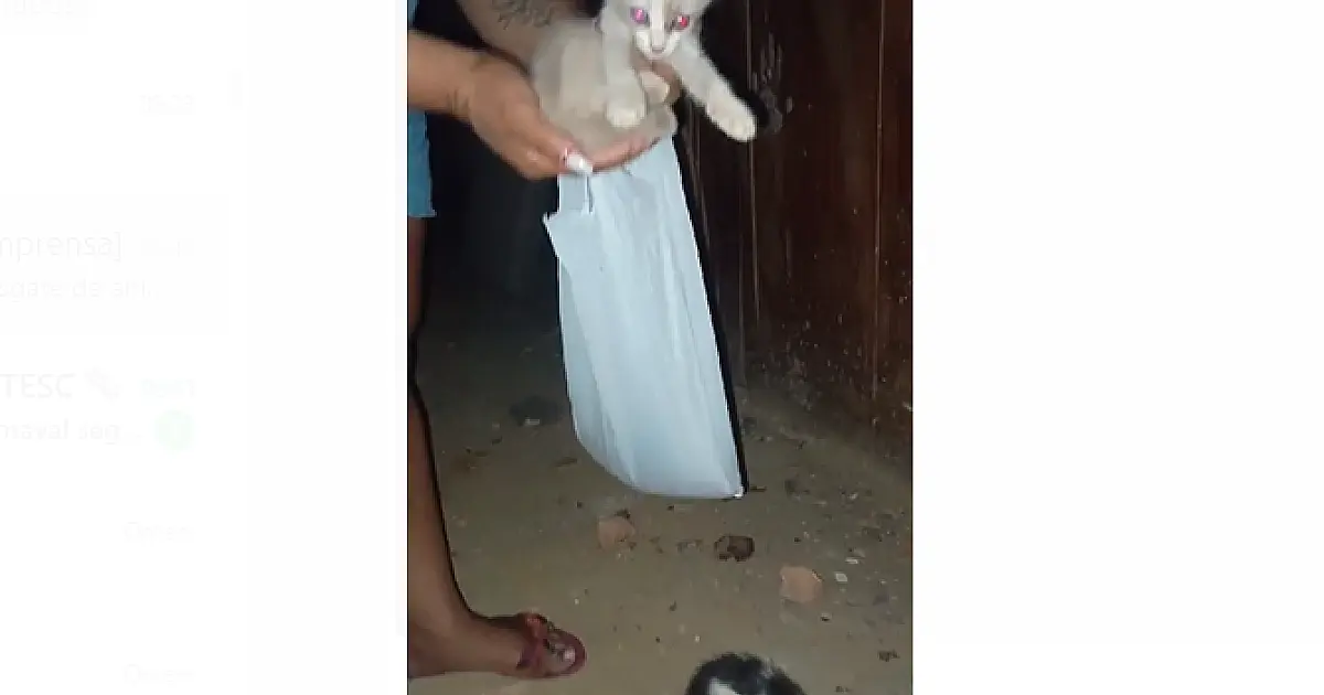 Gatinhos são resgatados de dentro de tubulação em prédio no centro