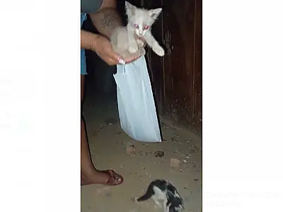 Gatinhos são resgatados de dentro de tubulação em prédio no centro