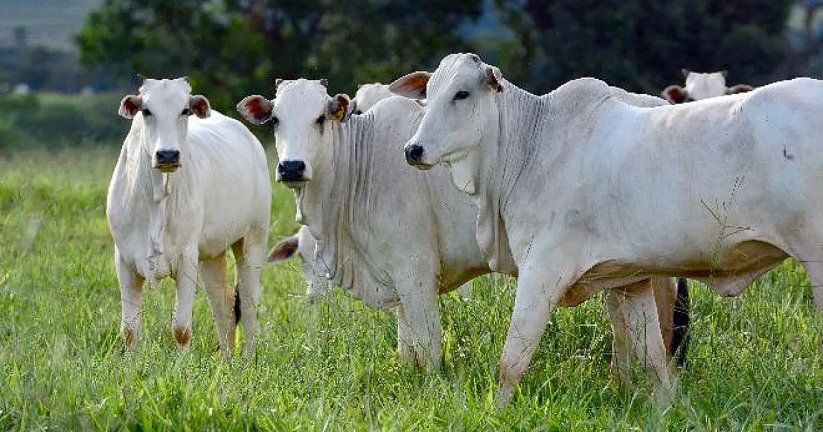 MS conquista status de área livre de aftosa sem vacinação e projeta abertura de novos mercados