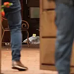 Ex-prefeito Alcides Bernal mata homem em disputa por casa e se entrega à polícia