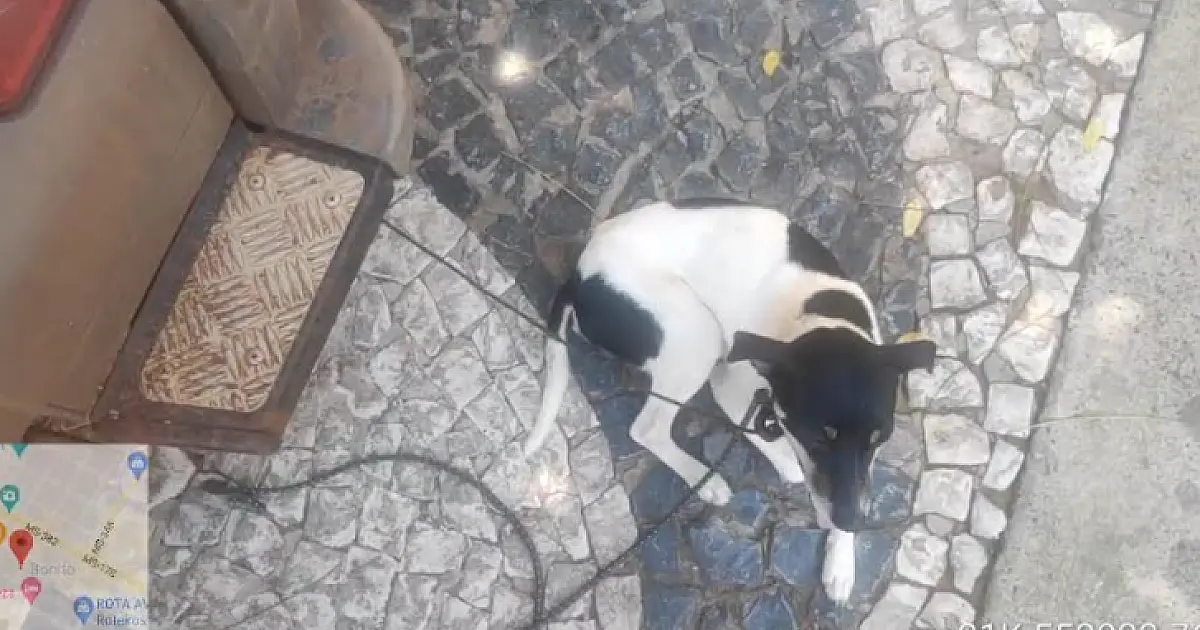 Mulher abandona cachorros ao sol e é multada a R$1,5 mil