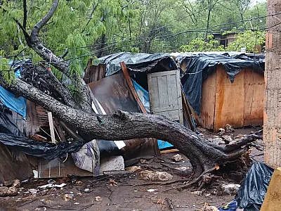 Queda de árvore destrói residência de madeira no bairro Nova Corumbá
