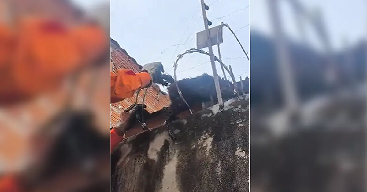 Bombeiros resgatam gato preso em cerca de segurança
