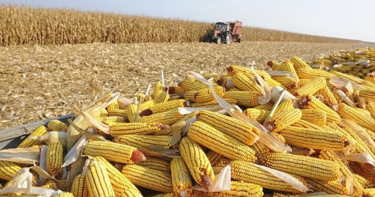 Estiagem derruba produtividade do milho e safra pode ficar 28% menor