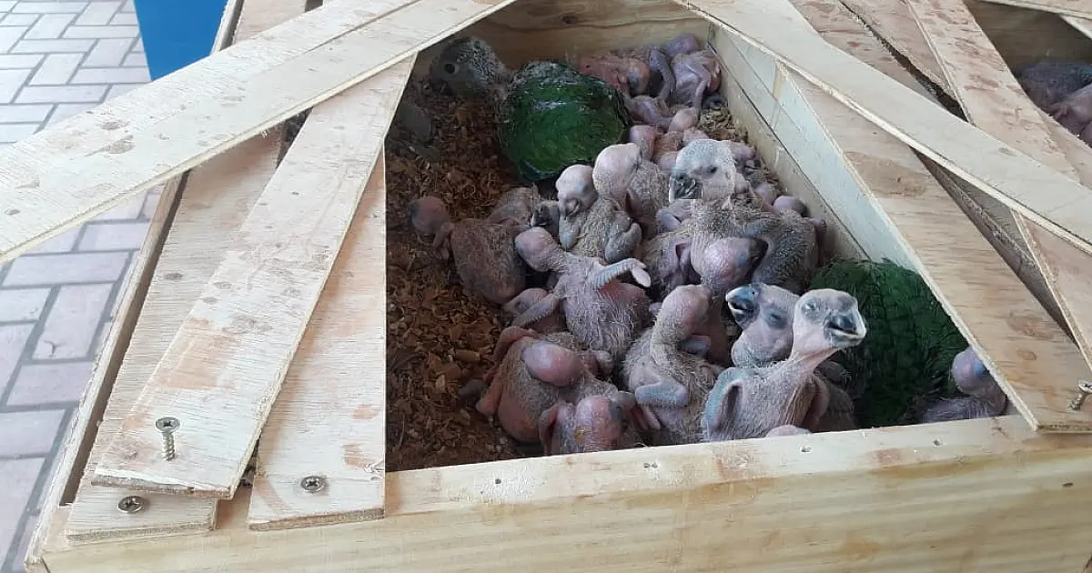 Operação Bocaiúva contra o tráfego de papagaios apreende 185 aves